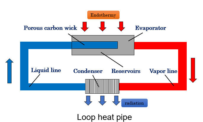 辻森　研究概要③