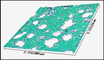 辻森　研究概要④